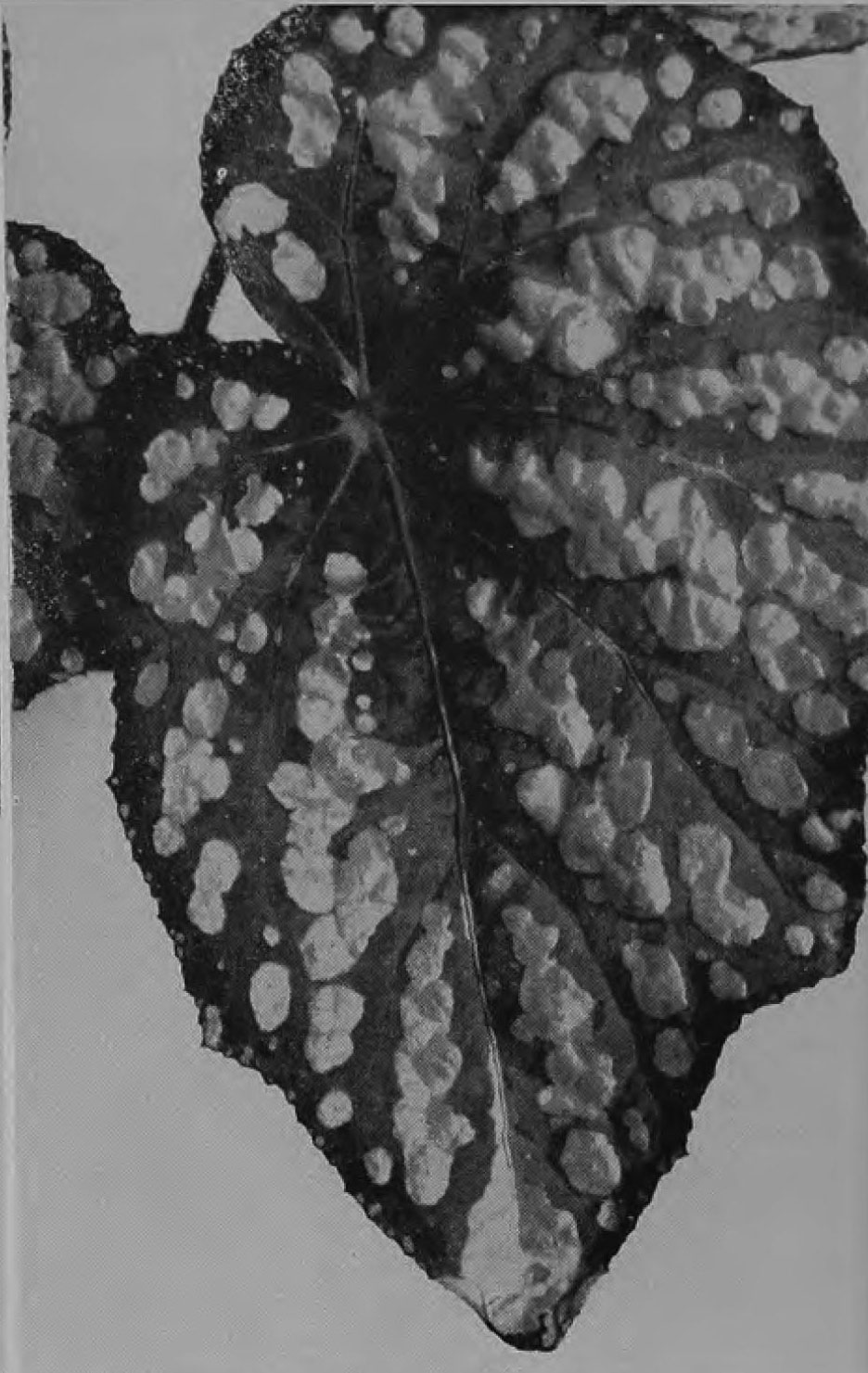 B. ‘Adrian Schmidt’